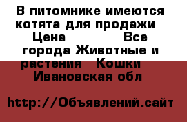 В питомнике имеются котята для продажи › Цена ­ 30 000 - Все города Животные и растения » Кошки   . Ивановская обл.